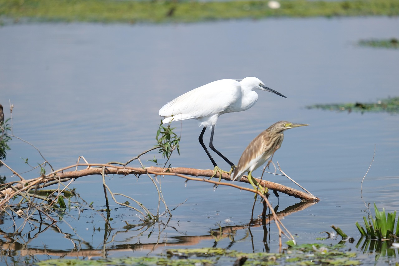 Effective Water Conservation Techniques: Thirsty Land: Understanding The Great Basin’s…