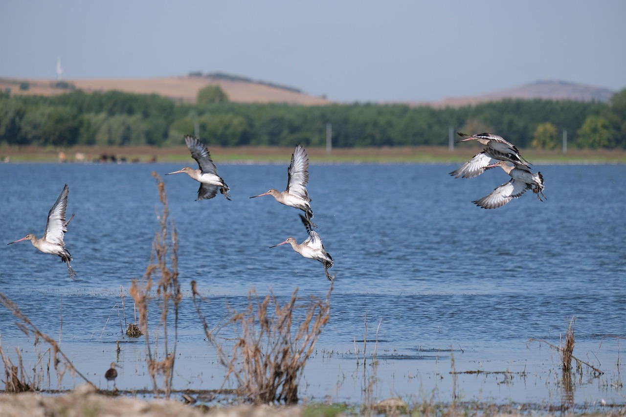 Effective Water Conservation Techniques » The Great Basin: A Thirsty…