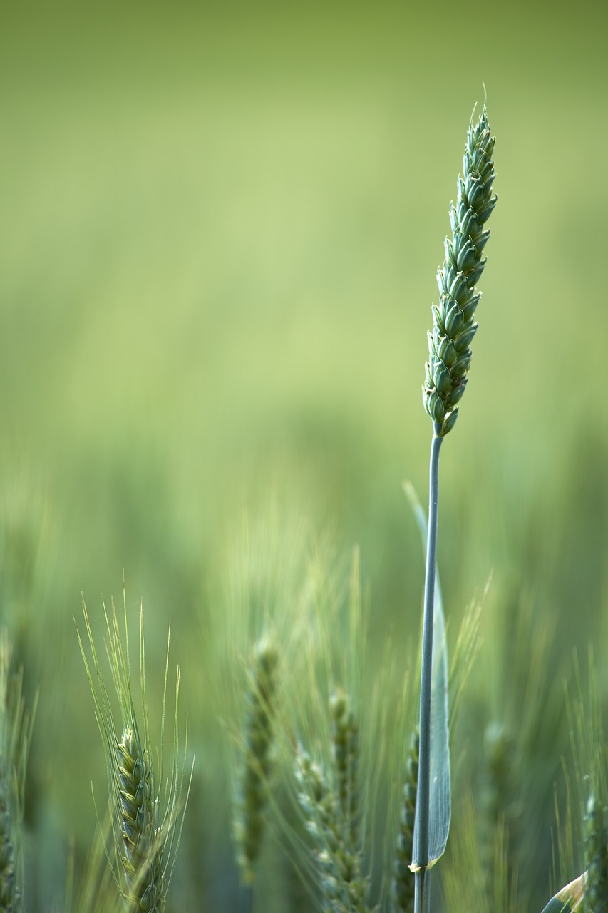 Water Scarcity Solutions For Agriculture – The Great Basin’s Thirsty…