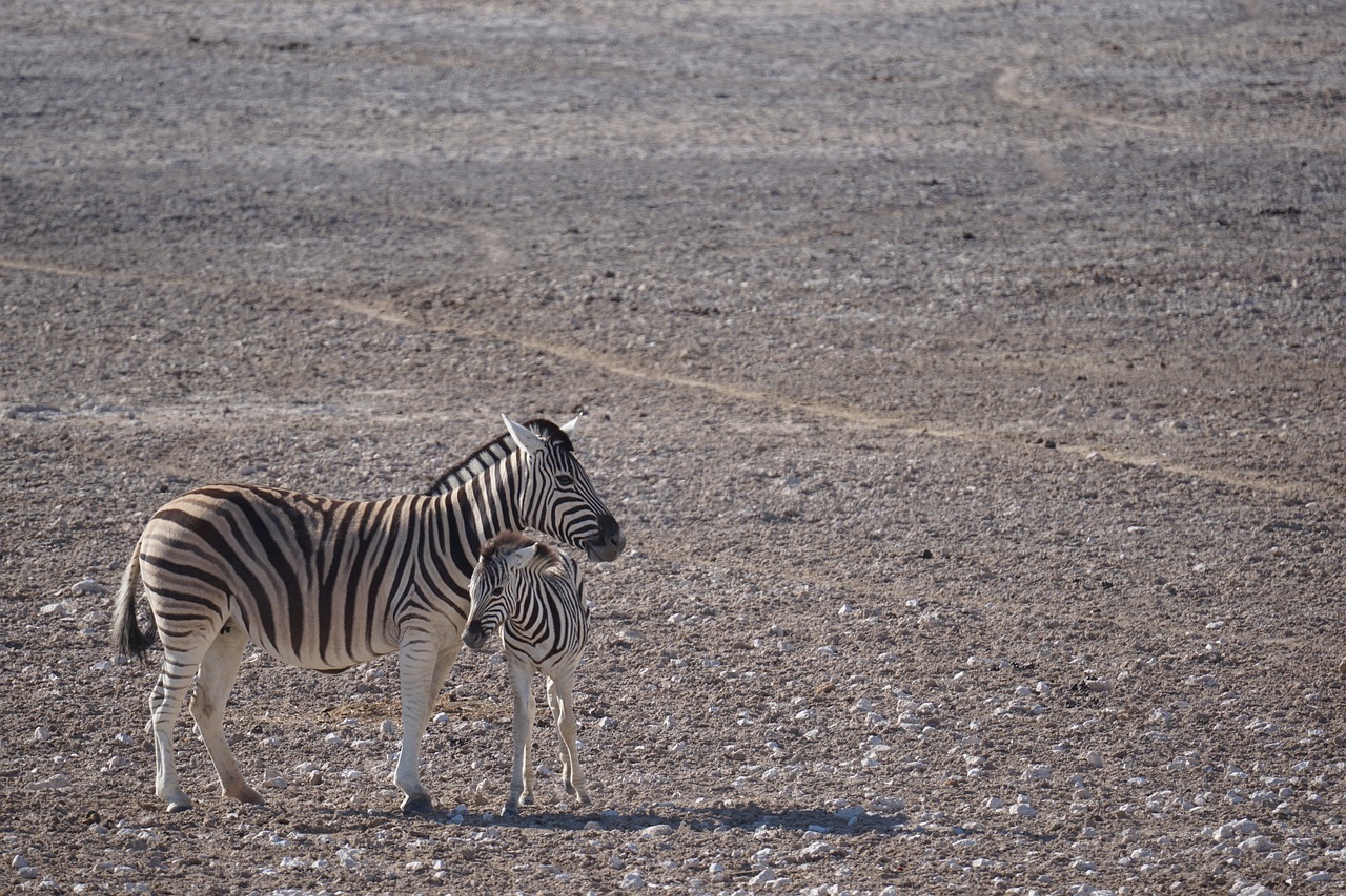 Effective Water Conservation Techniques ~ The Great Basin: A Thirsty…