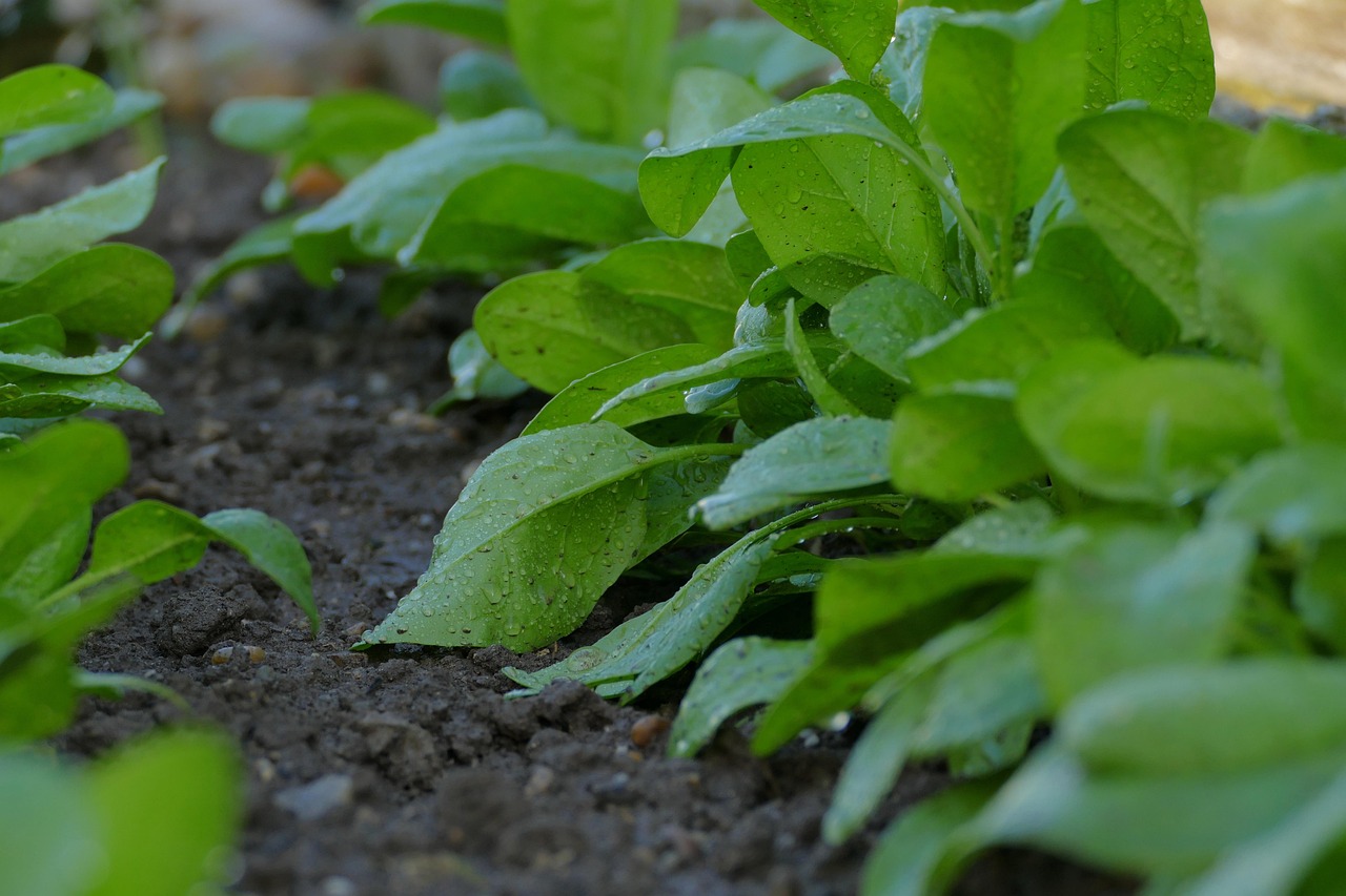 Water-efficient Irrigation Techniques | The Great Basin: A Thirsty Land…