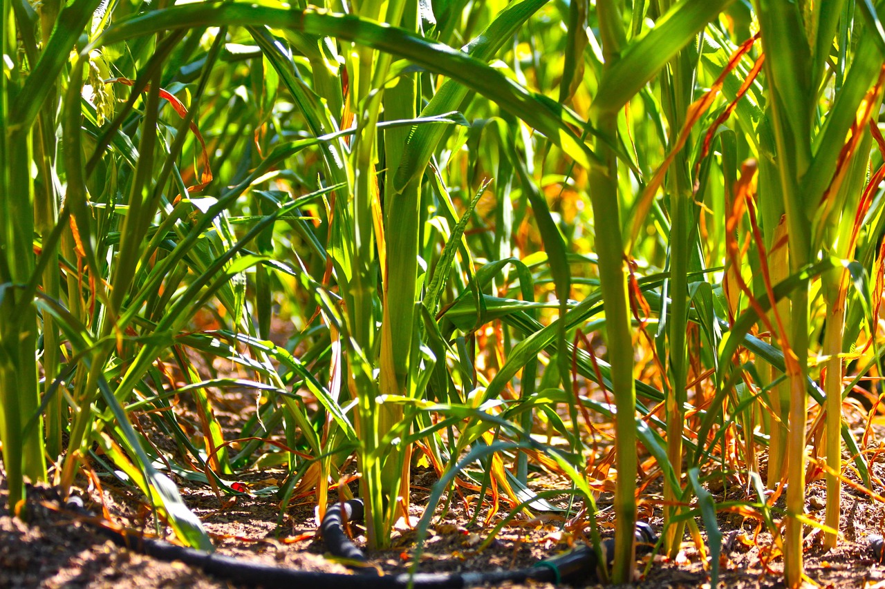 Drip Irrigation Solutions For Gardens / Okay, Here’s An Article…
